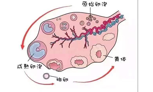 未破裂卵泡黄素化综合征