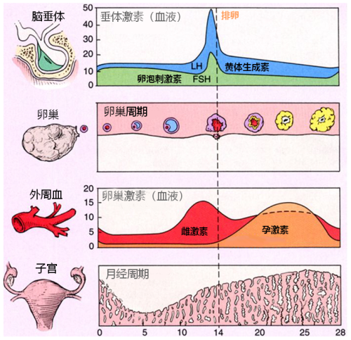 月经周期001