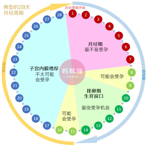 最容易受孕的时间 Typical Menstrual Cycle.png