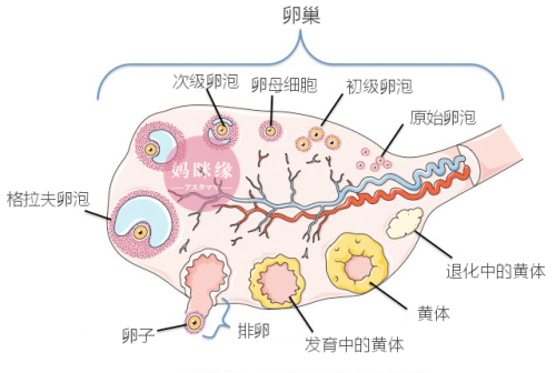 ovulation 卵巢排卵 原始卵泡 初级卵泡 卵母细胞 次级卵泡 格拉夫卵泡 卵子 黄体