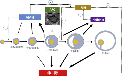 卵巢储备试验中反映的卵泡分期001.png