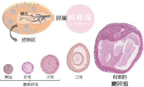 卵泡的发育过程001 妈眯缘