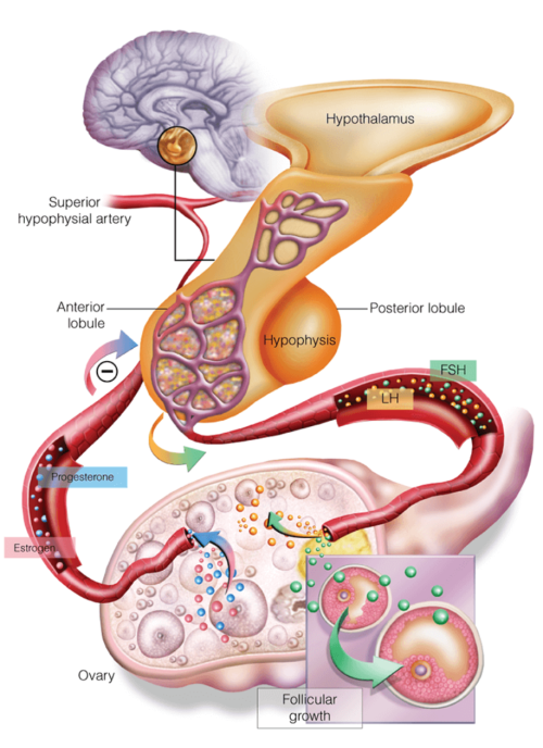 The Hypothalamic-pituitary-ovarian axis_1