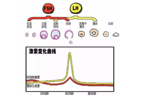 FSH LH 卵泡发生 卵泡期 排卵期 黄体期.png